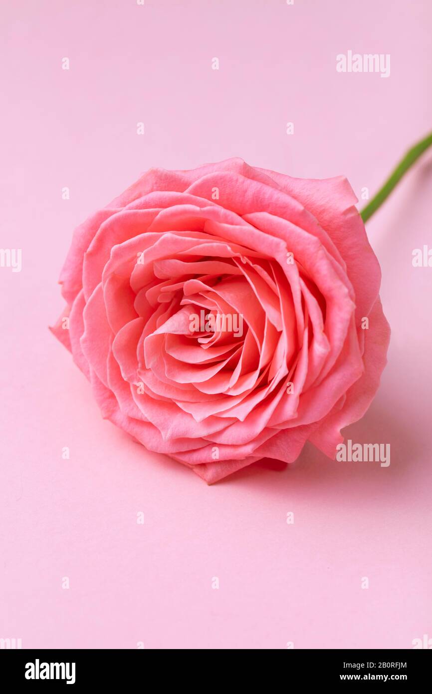Belle rose sur fond rose pastel. Gros plan. Concept romantique. Banque D'Images