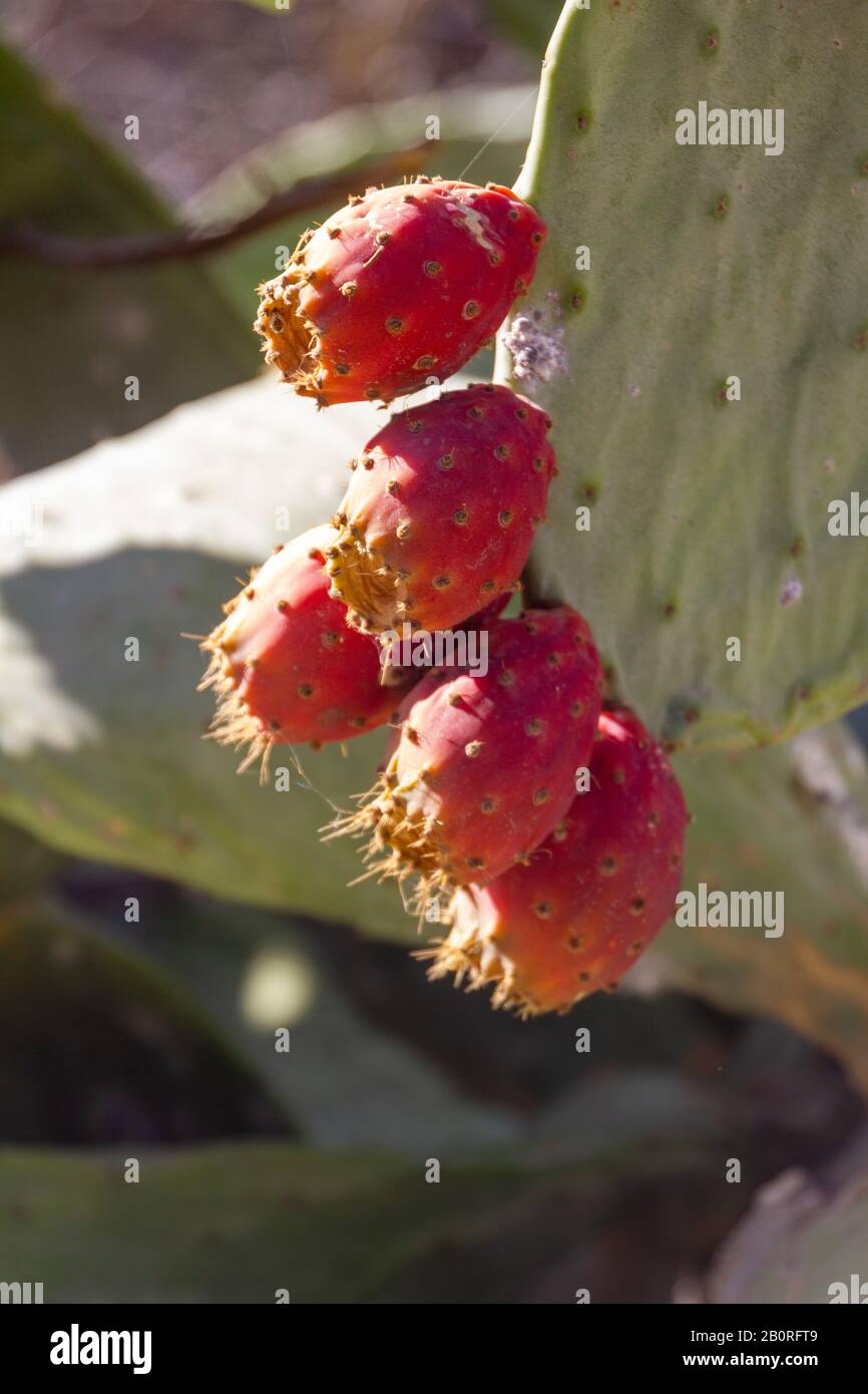 Fruits rouges sur le cactus vert Banque D'Images
