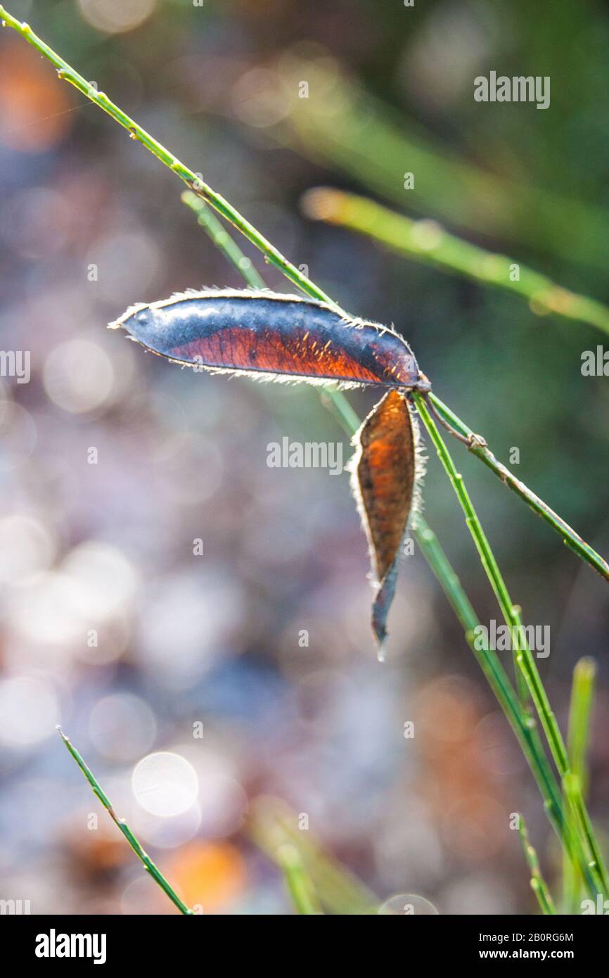 Gousse De Haricots Sauvages Marron Et Velouté Dans La Forêt D'Automne Banque D'Images