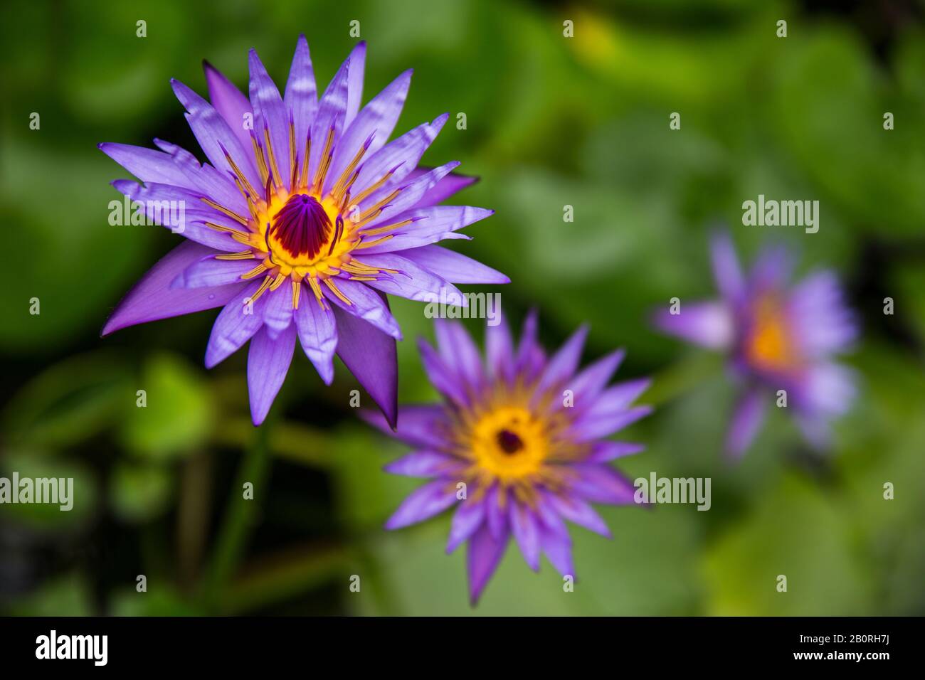Nymphaea Caerulea bleus Nénuphar bleu LOTUS DU NIL 50 graines