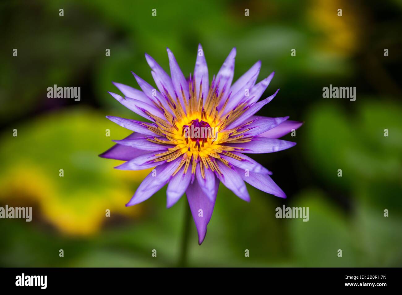 Lotus Bleu Violet - Nymphée Nouchali Var. Caerulea Fleurs Avec Feuilles De Nénuphars Vertes Banque D'Images