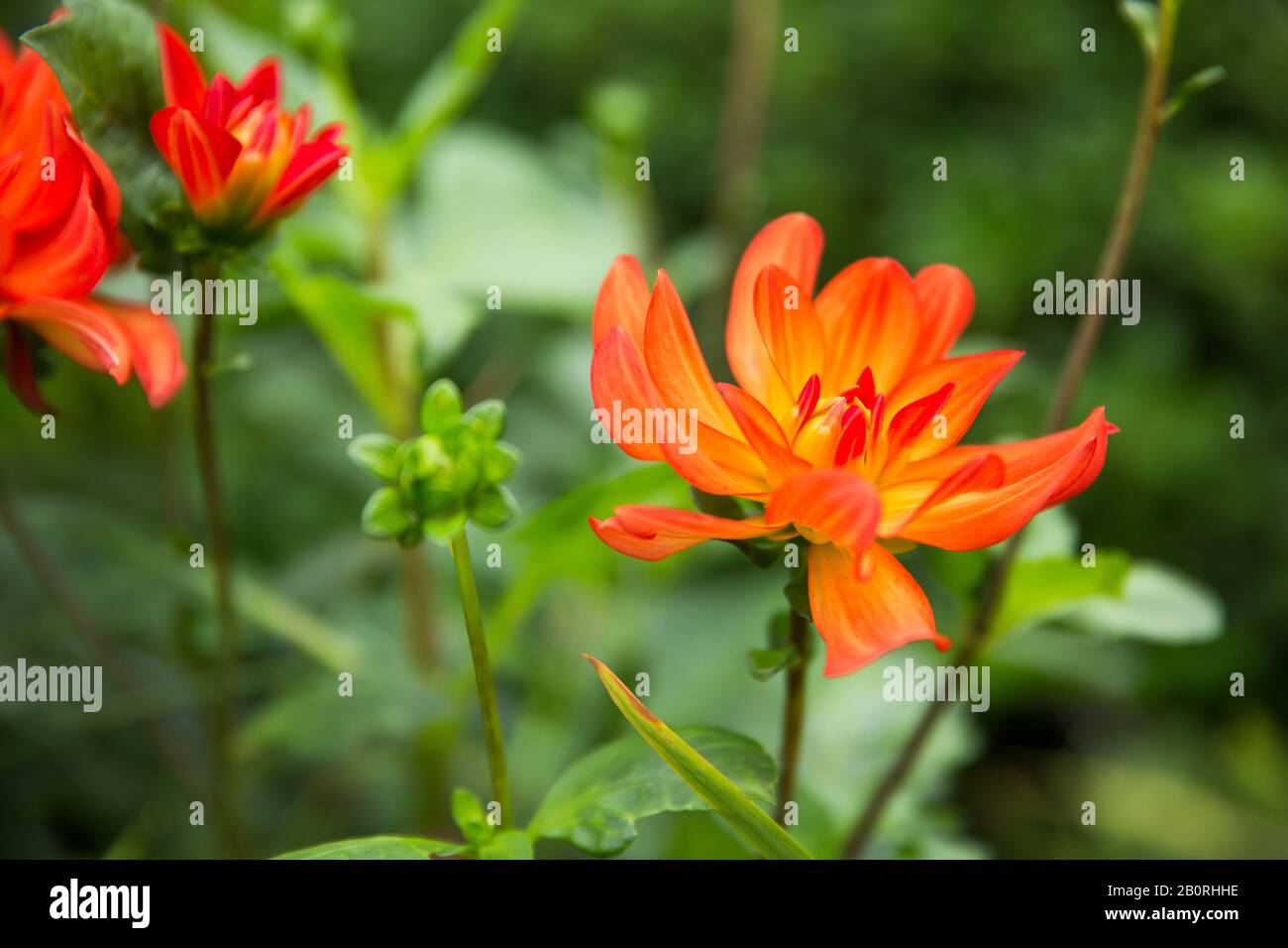 Jardin Rouge Vif D'Orange Dahlia - Dahlia Pinnata - Et Bourgeons Dans Le Jardin Vert Banque D'Images