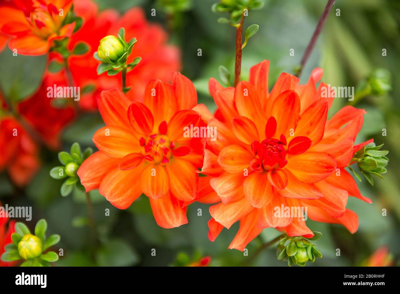 Jardin Rouge Vif D'Orange Dahlia - Dahlia Pinnata - Et Bourgeons Dans Le Jardin Vert Banque D'Images
