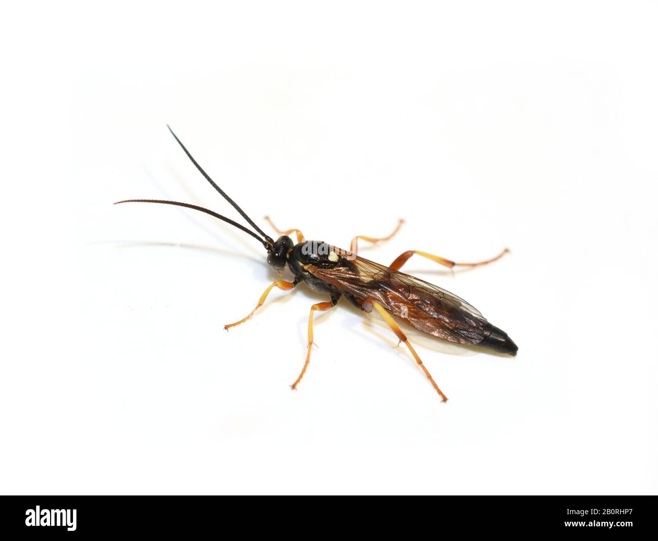 Wasp parasite Icheneumon sp. Sur blanc Banque D'Images