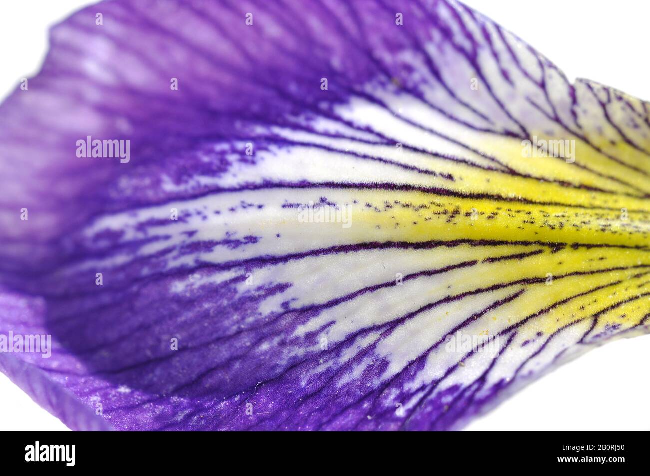 Gros plan sur les détails sur le pétale d'une fleur d'iris Banque D'Images