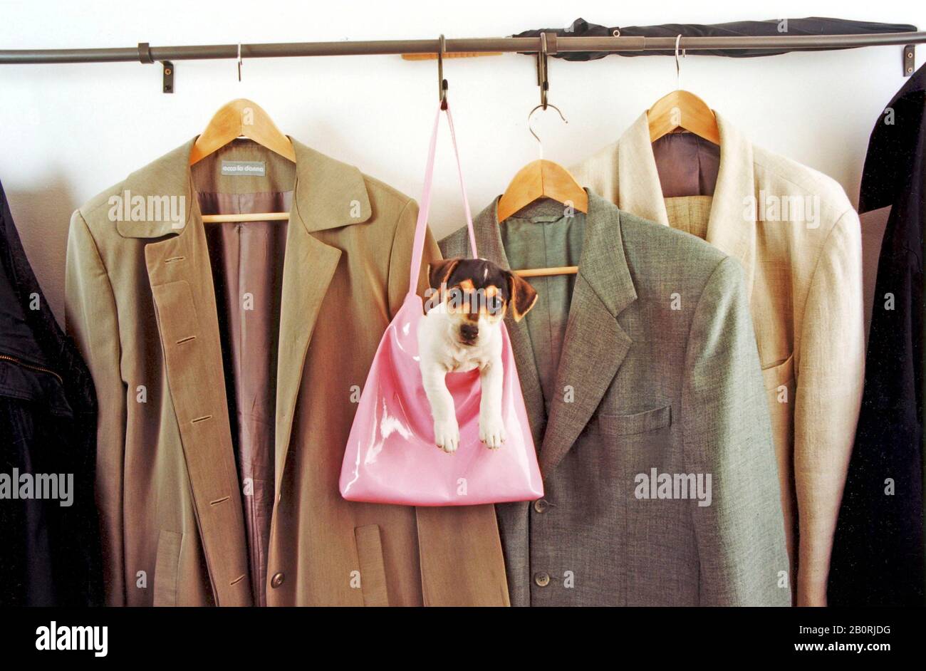 Jack Russell Terrier dans le sac à main de la porte-manteau, Allemagne Banque D'Images
