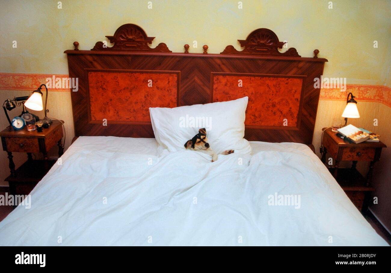 Jack Russell Terrier dormant seul dans un grand lit, Allemagne Banque D'Images