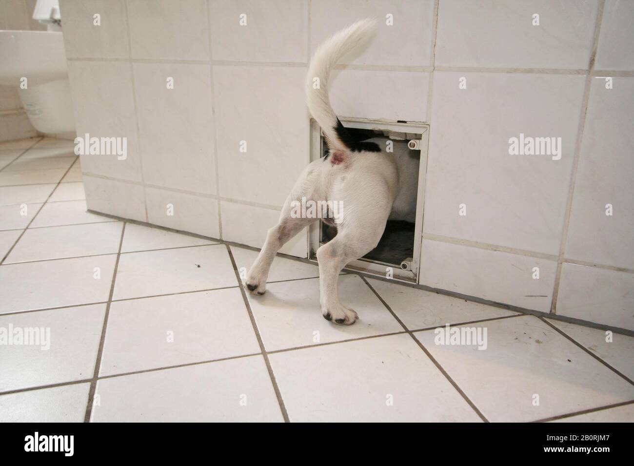 Jack Russell Terrier, curieux, regarde dans un trou dans la salle de bains, Allemagne Banque D'Images