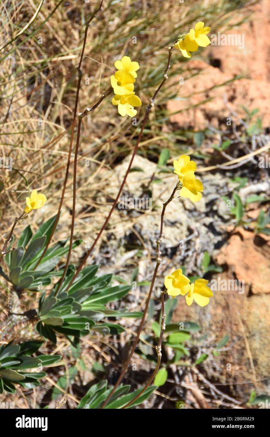 Plante de Pied d'éléphant à fleurs Pachypodium rosulatum dans son environnement naturel Banque D'Images