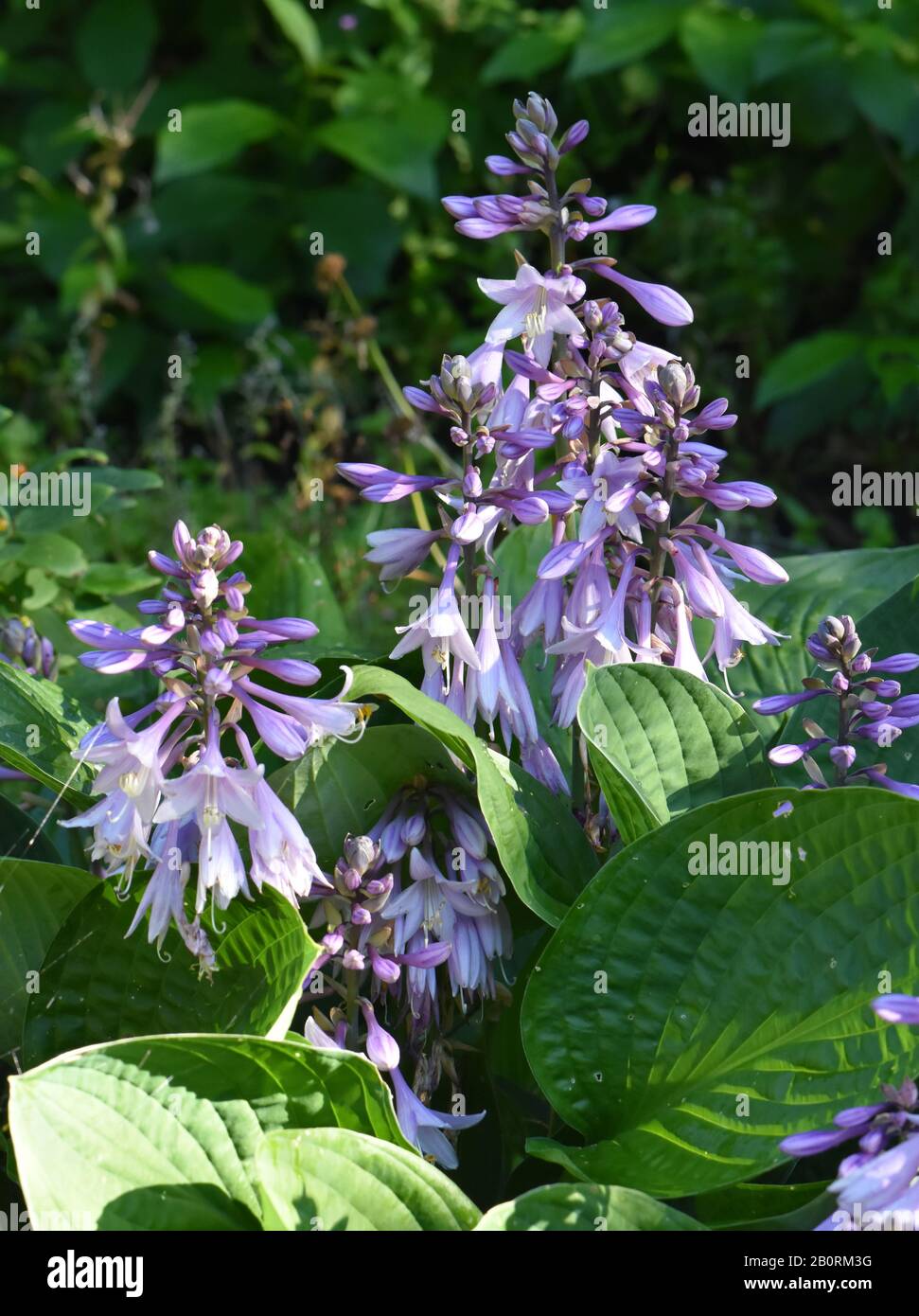 Plantain lily Hosta floraison dans un jardin Banque D'Images