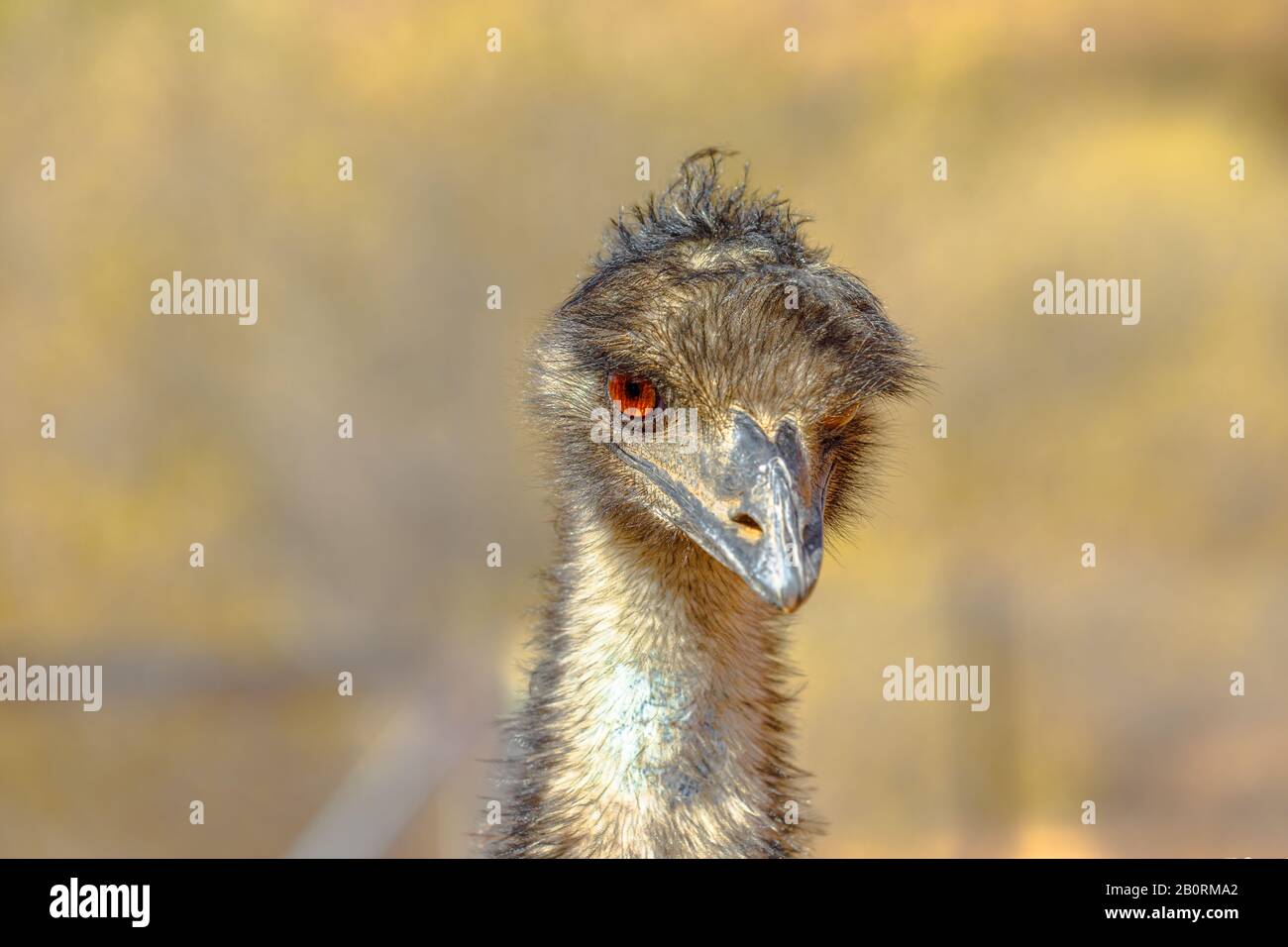 Vue de face des détails De L'Uem, Dromaius novaehollandiae, icône culturelle de l'Australie. L'oiseau occupe une place importante dans la mythologie australienne indigène Banque D'Images