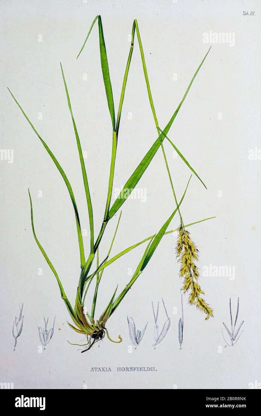Ataxia Horsfieldii, du manuscrit du XIXe siècle 'Plantae Javanicae rariores, descriptae iiibusque Illustrator, quas in insula Java, anmis 1802- Banque D'Images