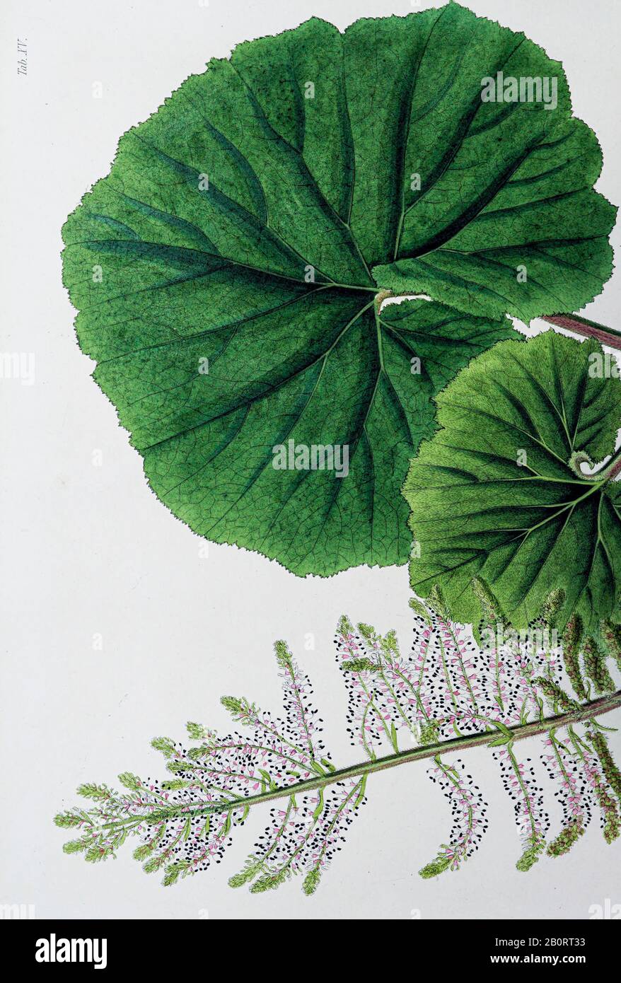 Du manuscrit du XIXe siècle 'Plantae Javanicae rariores, descriptae iiibibusque Illustrator, quas in insula Java, annis 1802-1818' (plantes Java, Banque D'Images