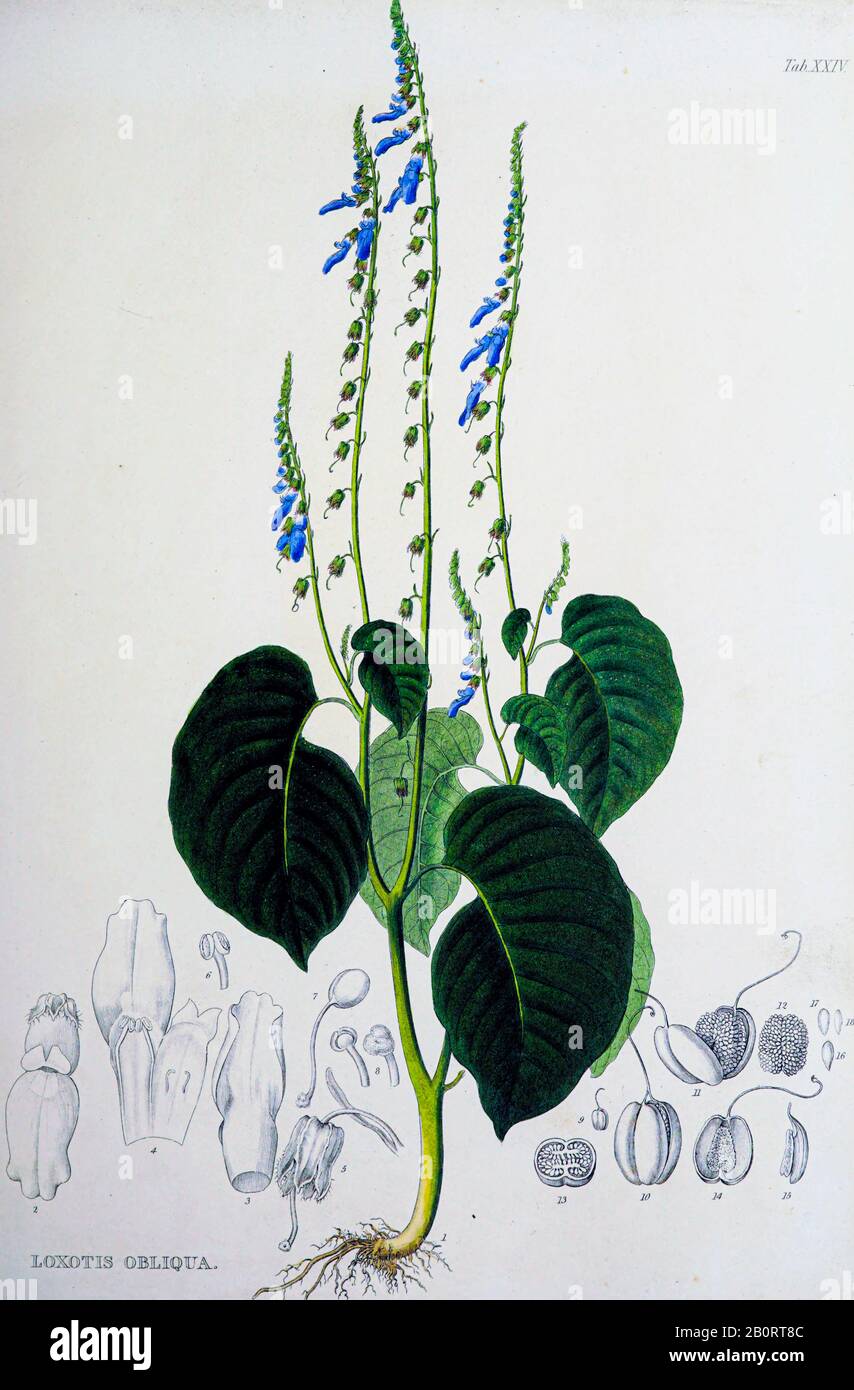 Loxotis obliqua du manuscrit du XIXe siècle 'Plantae Javanicae rariores, descriptae iiiibusque illustratae, quas in insula Java, annis 1802-1818 Banque D'Images