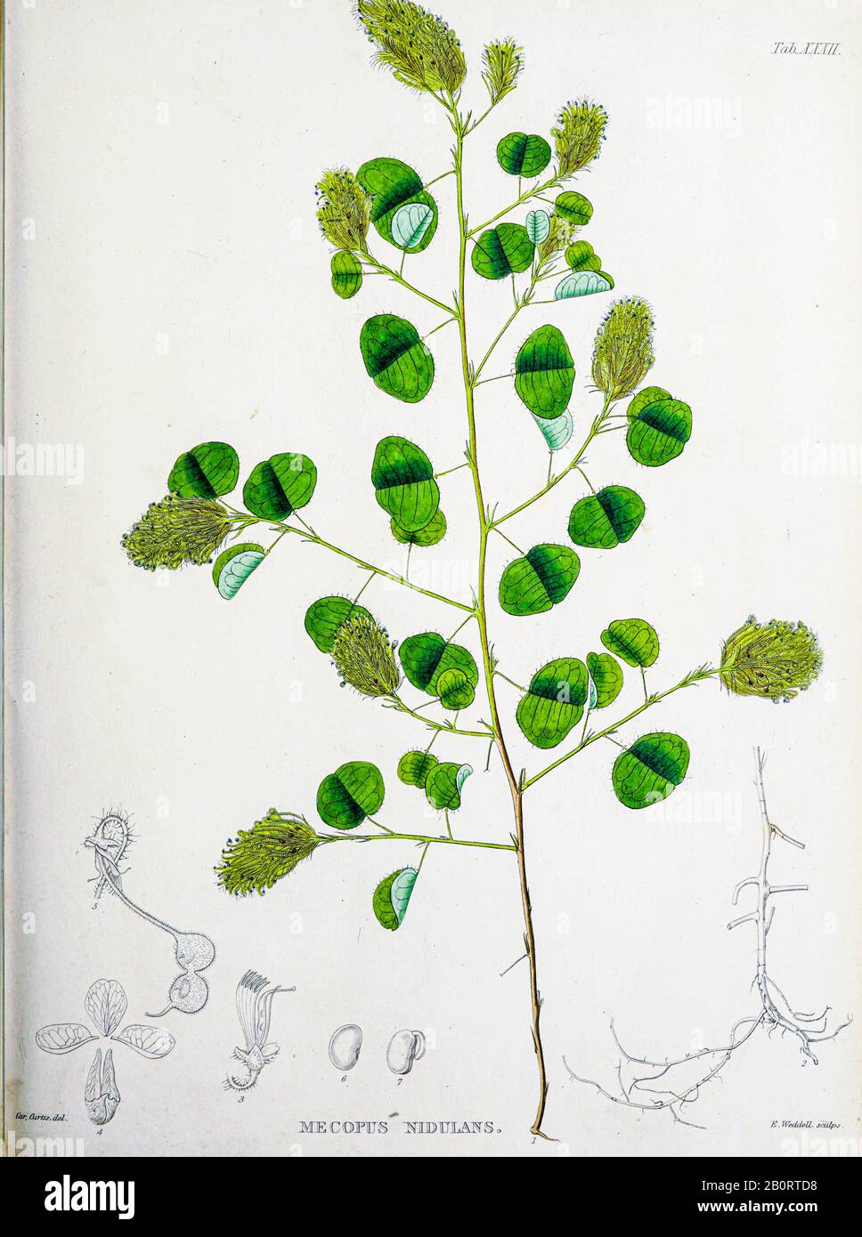 Mecopus nidulans du manuscrit du XIXe siècle 'Plantae Javanicae rariores, descriptae iiibibusque Illustrator, quas in insula Java, annis 1802-181 Banque D'Images