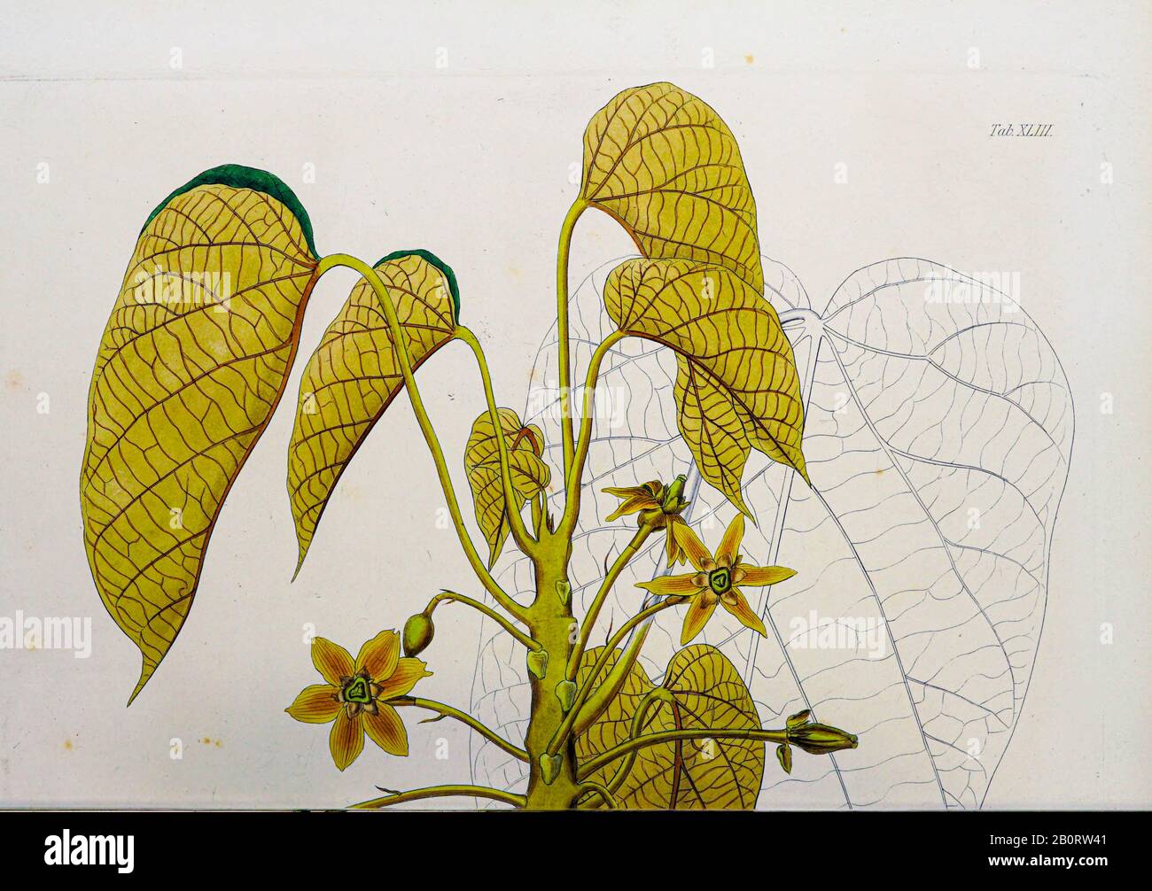 Fruit toxique du Pangium edule arbre du manuscrit du XIXe siècle 'Plantae Javanicae rariores, descriptae iiibusque Illustrator, quas in Banque D'Images
