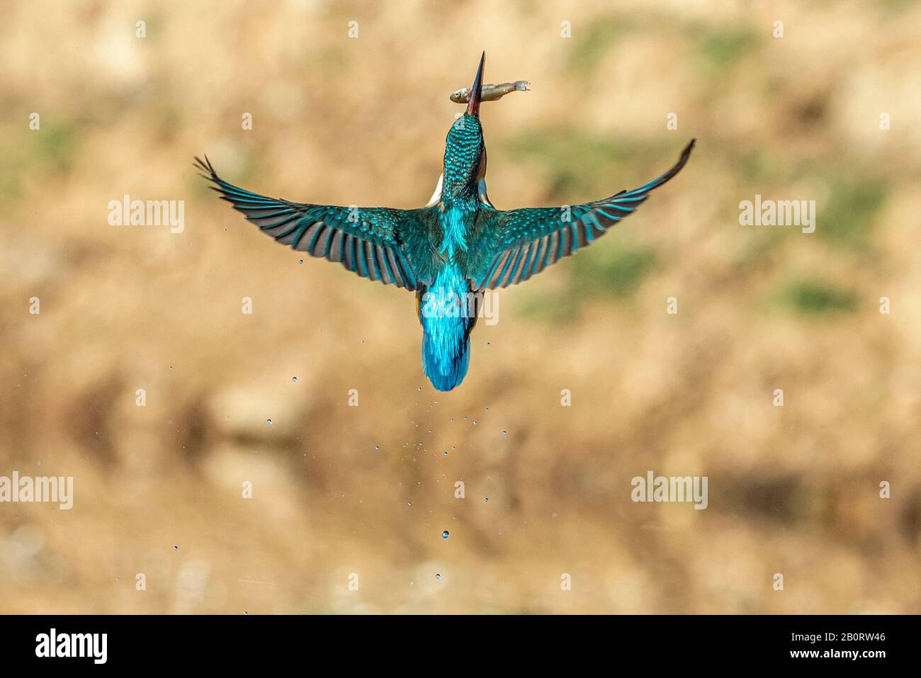 Kingfisher en vol avec un poisson dans son bec volant vers son innkeeper Banque D'Images