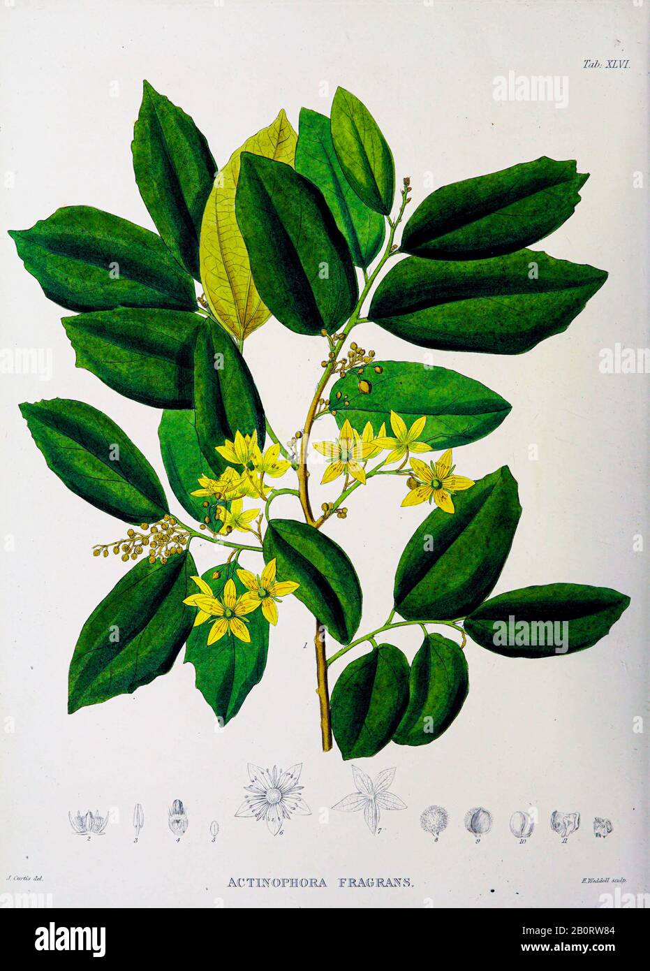 Actinophora fragrans du manuscrit du XIXe siècle 'Plantae Javanicae rariores, descriptae iiiibusque Illustrator, quas in insula Java, annis 1802 Banque D'Images