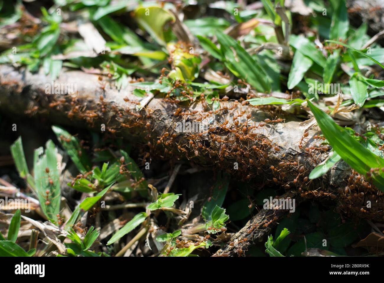 Rouge ant, Weaver Ants (Oecophylla smaragdina), action de ant, debout ant Banque D'Images