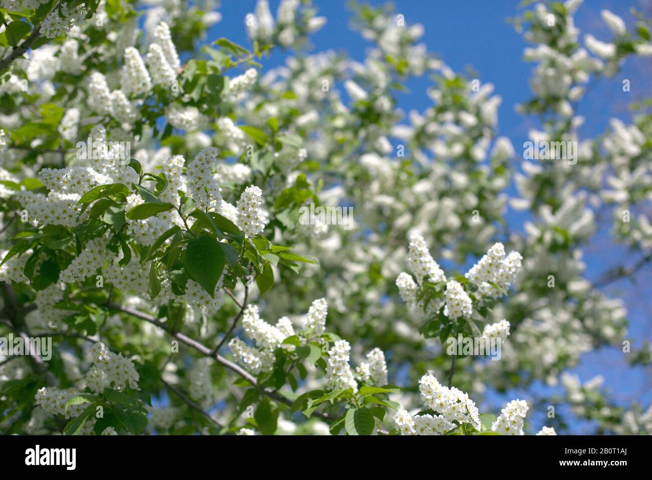 Un plan de closeup de magnifiques branches d'oiseau-cerise blanches et moelleuses Banque D'Images
