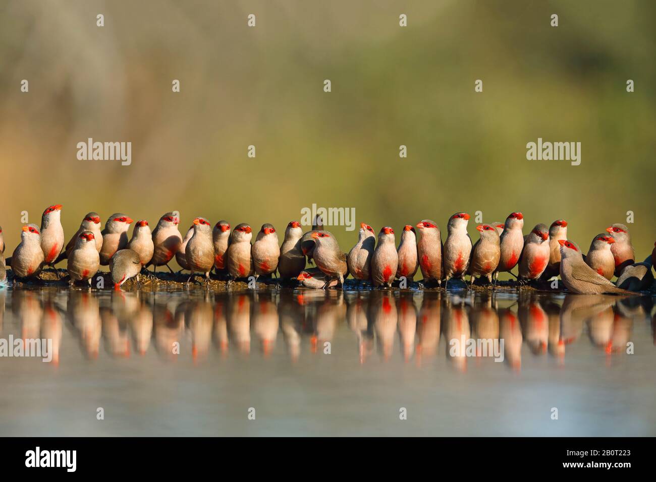 Waxbill commun (Estrilda astrild), groupe au trou d'eau, Afrique du Sud, KwaZulu-Natal, Zimanga Game Reserve Banque D'Images