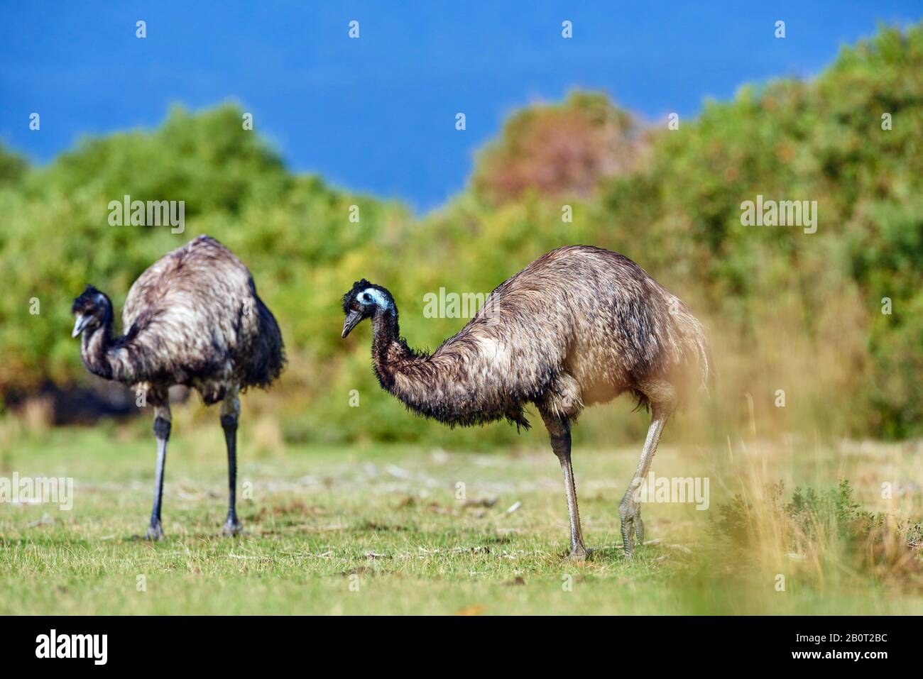 EMU (Dromaius novaehollandiae), emus sur un pré, Australie, parc national de Wilsons Promontory Banque D'Images