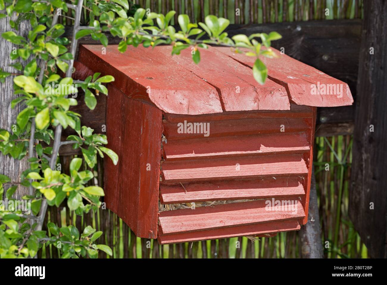 Lacewings verts (Chrysopidae), boîtes de lacewings dans le jardin, lutte biologique contre les ravageurs, Allemagne Banque D'Images