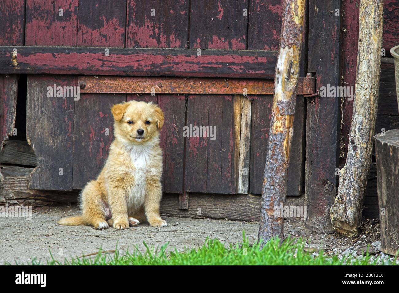 Chien domestique (Canis lupus F. familiaris), chiot chien assis devant une vieille porte en bois, Pologne Banque D'Images