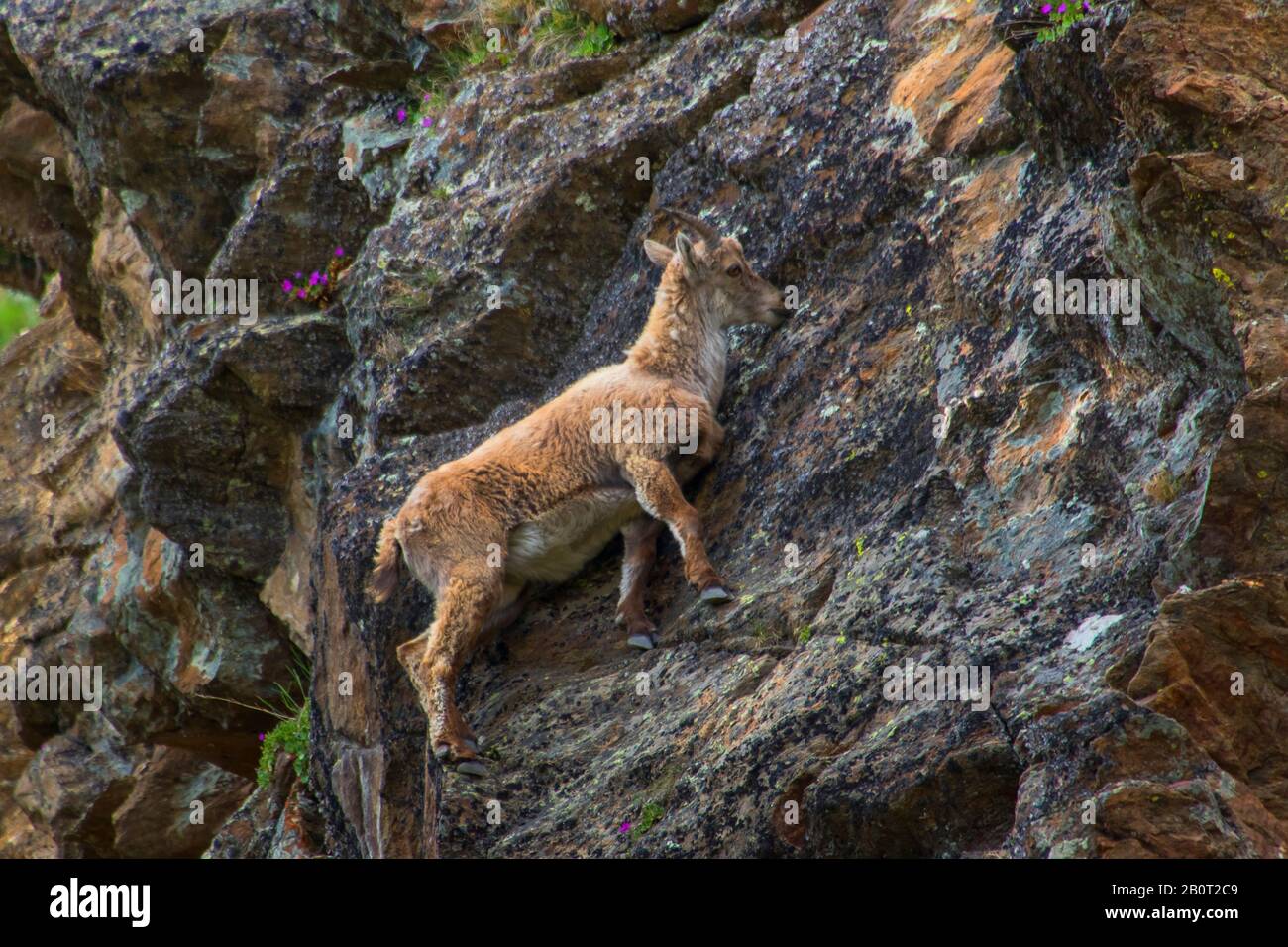 Alpine ibex (Capra ibex, Capra ibex ibex), jeune alpine ibex grimpant dans une roche raide, vue latérale, Suisse, Grisons, Pontresina Banque D'Images