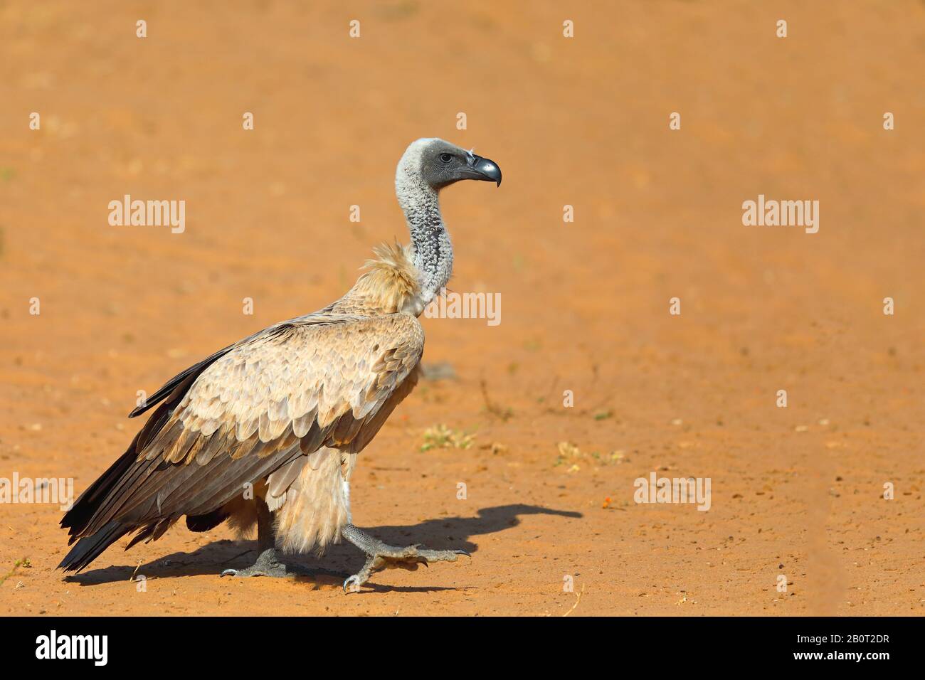 Afrique du Sud (Gyps africanus), debout, KwaZulu-Natal, Réserve de jeux de Mkhuze Banque D'Images