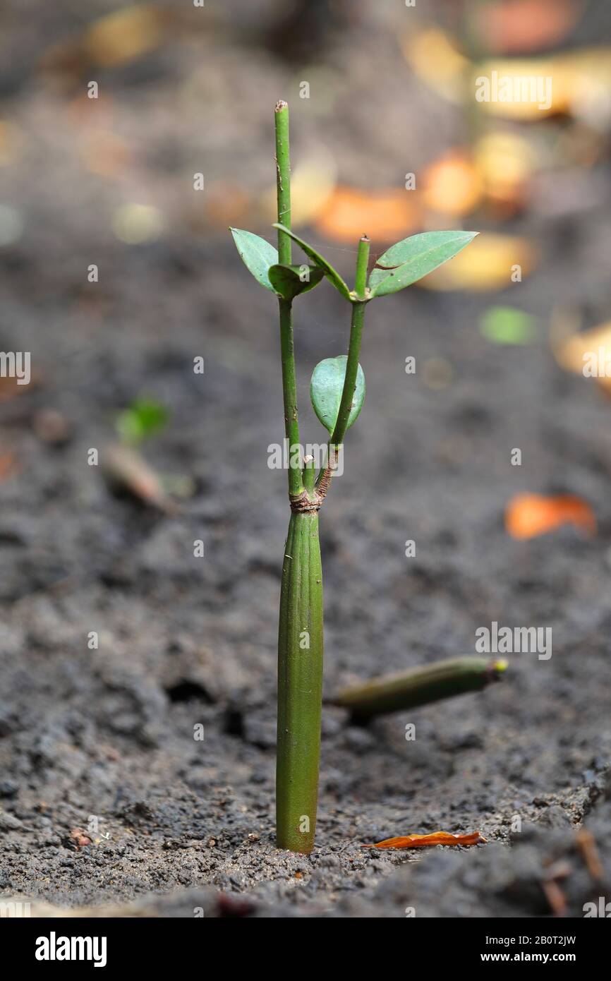 Mangrove blanche (Laguncularia racemosa), plantules, Afrique du Sud, Mtunzini Banque D'Images