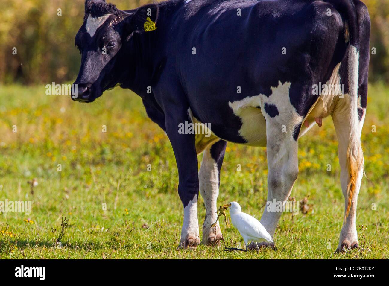 Aigrette de bétail, heron à dos de buf (Ardeola ibis, Bubulcus ibis), mit attrapé la grenouille dans un pâturage, Pays-Bas, Zélande Banque D'Images