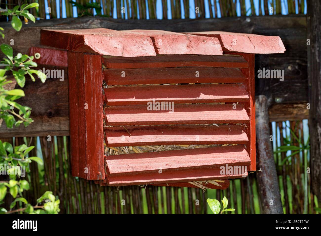 Lacewings verts (Chrysopidae), boîtes de lacewings dans le jardin, lutte biologique contre les ravageurs, Allemagne Banque D'Images