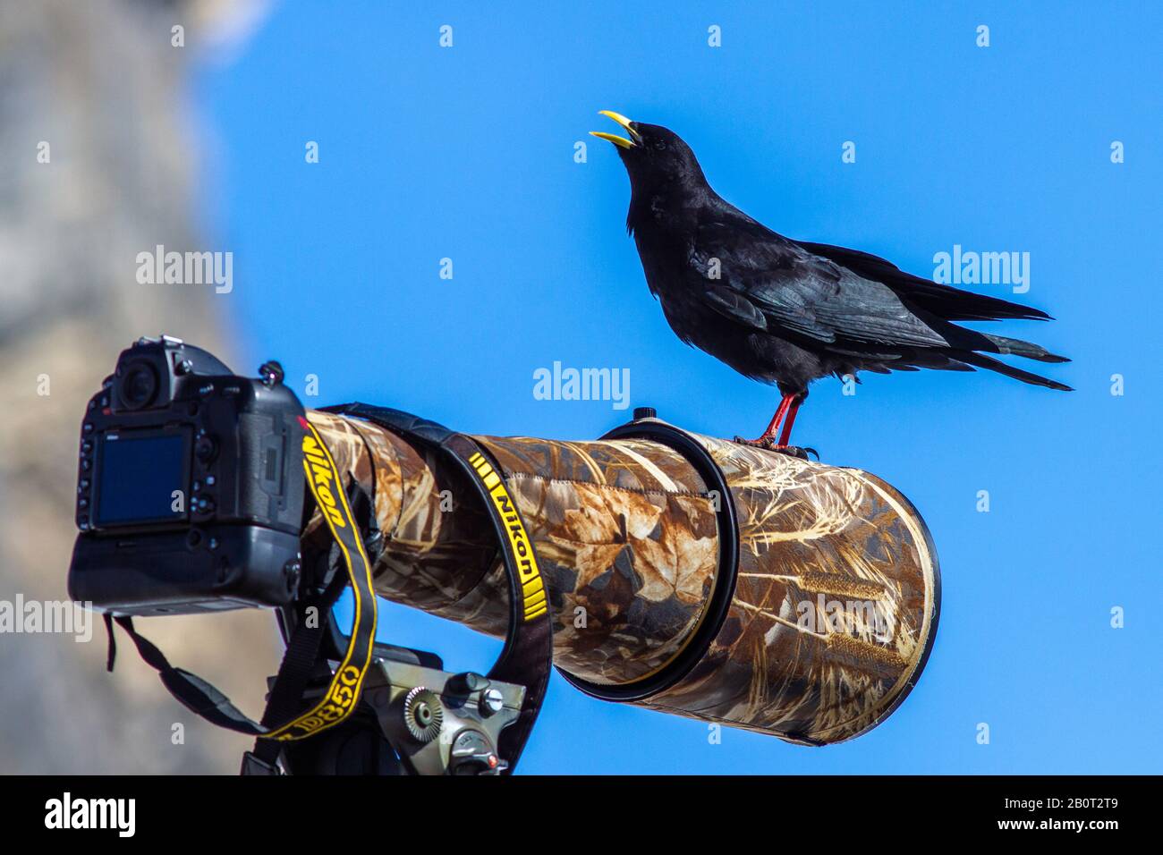 Alpine Chough (Pyrrhocobax gracumulus), se trouve sur l'objectif de l'appareil photo, en Suisse Banque D'Images
