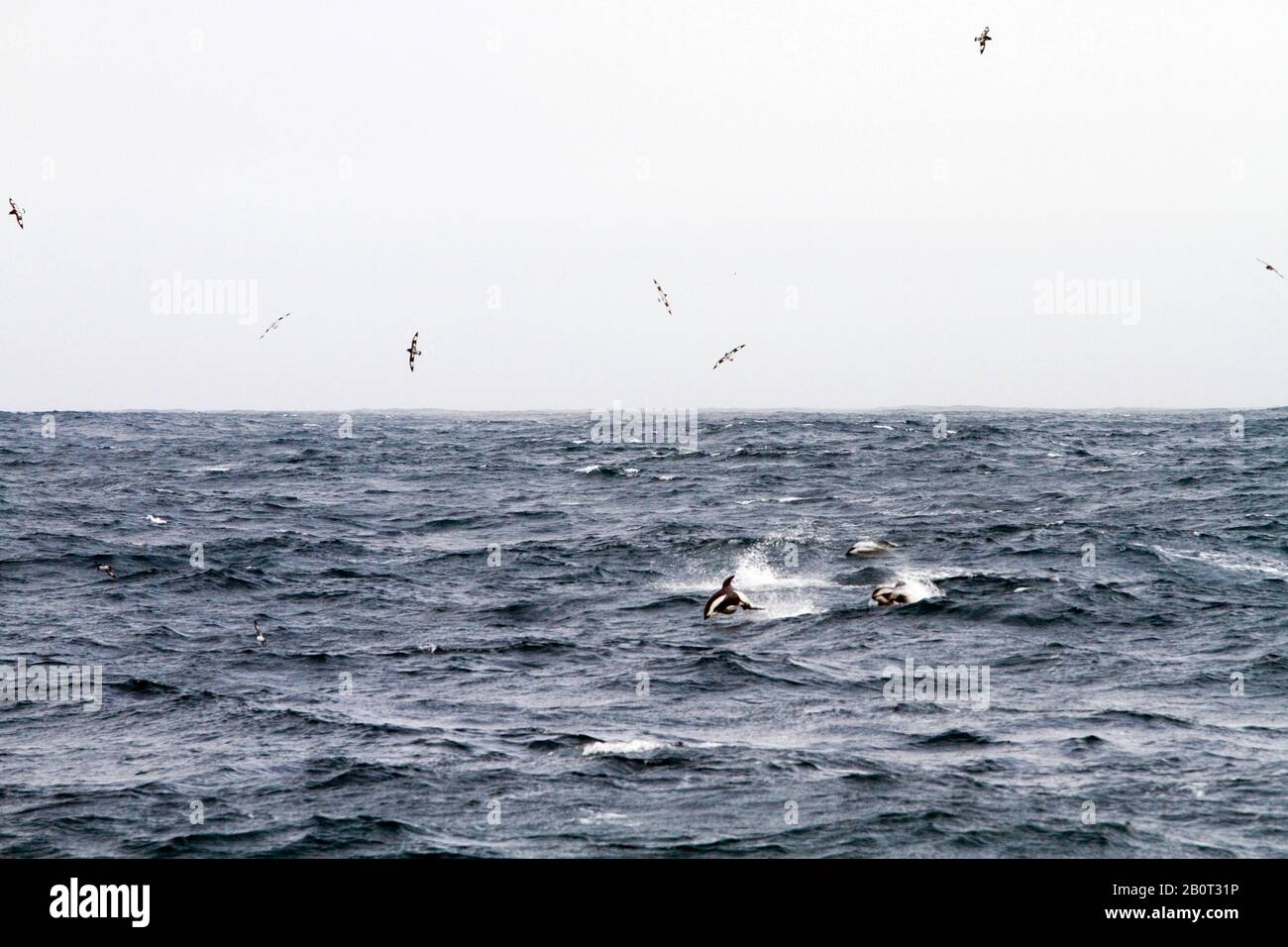 Dauphin HourGlass, dauphin blanc du sud (Lagenorhynchus cruciger), nage à la surface de l'eau, Antarctique Banque D'Images