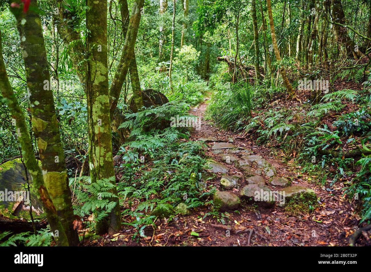 Chemin dans une forêt tropicale, Australie, Queensland, parc national de Lamington Banque D'Images