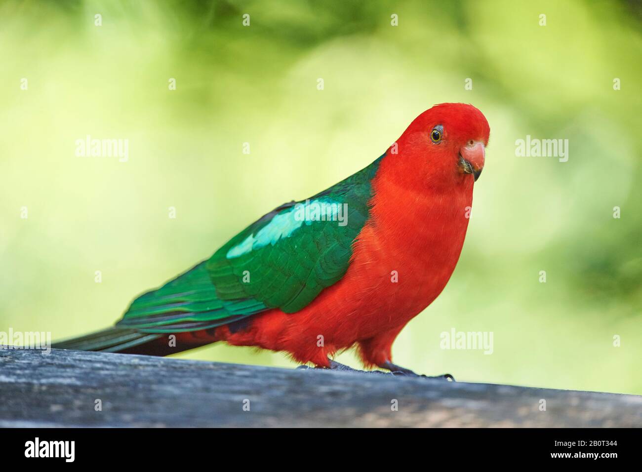 Perroquet roi australien (Alisterus scapularis), homme, Australie, Nouvelle-Galles du Sud Banque D'Images