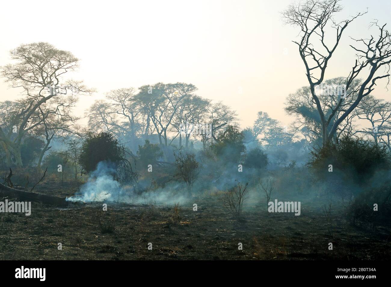 Sources de feu couvant à shrubland, Afrique du Sud, KwaZulu-Natal, Réserve de jeux de Mkhuze Banque D'Images