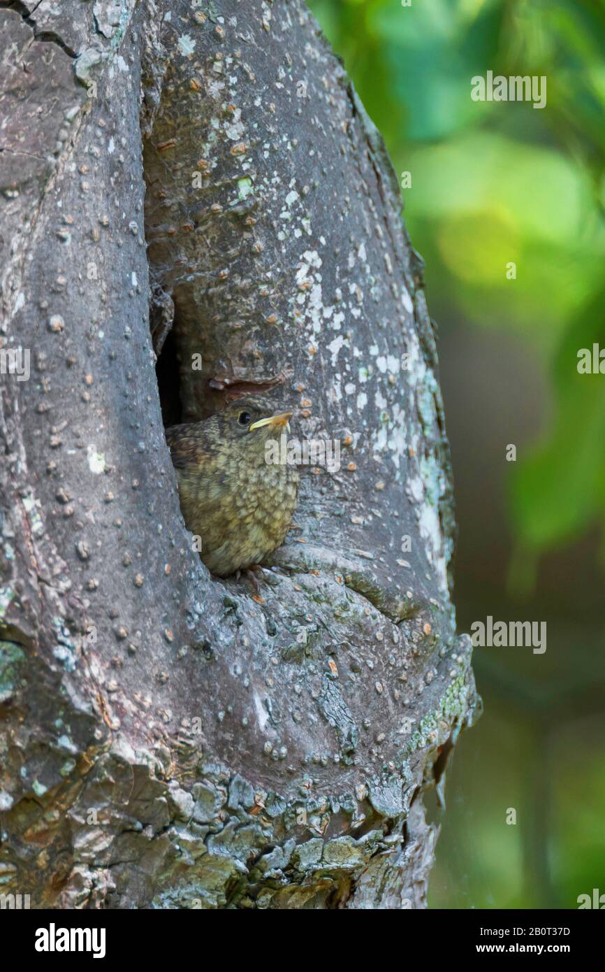 redstart commun (Phoenicurus phoenicurus), véritable jeune oiseau perché à l'entrée du trou de nidification, Allemagne Banque D'Images