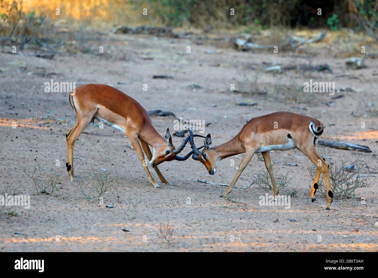 Impala (Aepyceros melampus), deux hommes de combat, vue latérale, Afrique du Sud, KwaZulu-Natal, Mkhuze Game Reserve Banque D'Images