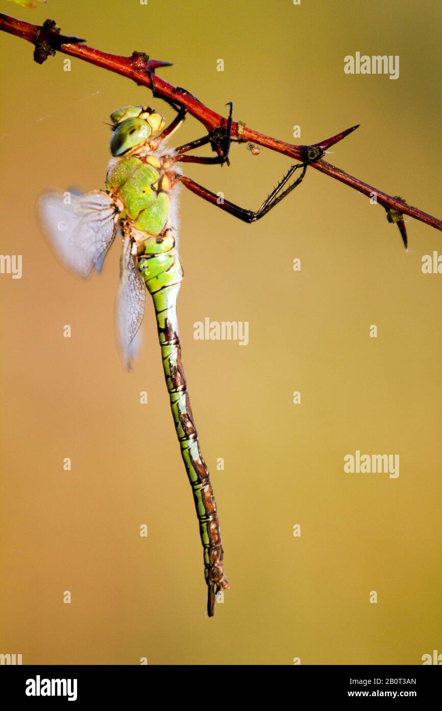 L'empereur libellule (Anax imperator), se trouve à une brindille, aux Pays-Bas Banque D'Images