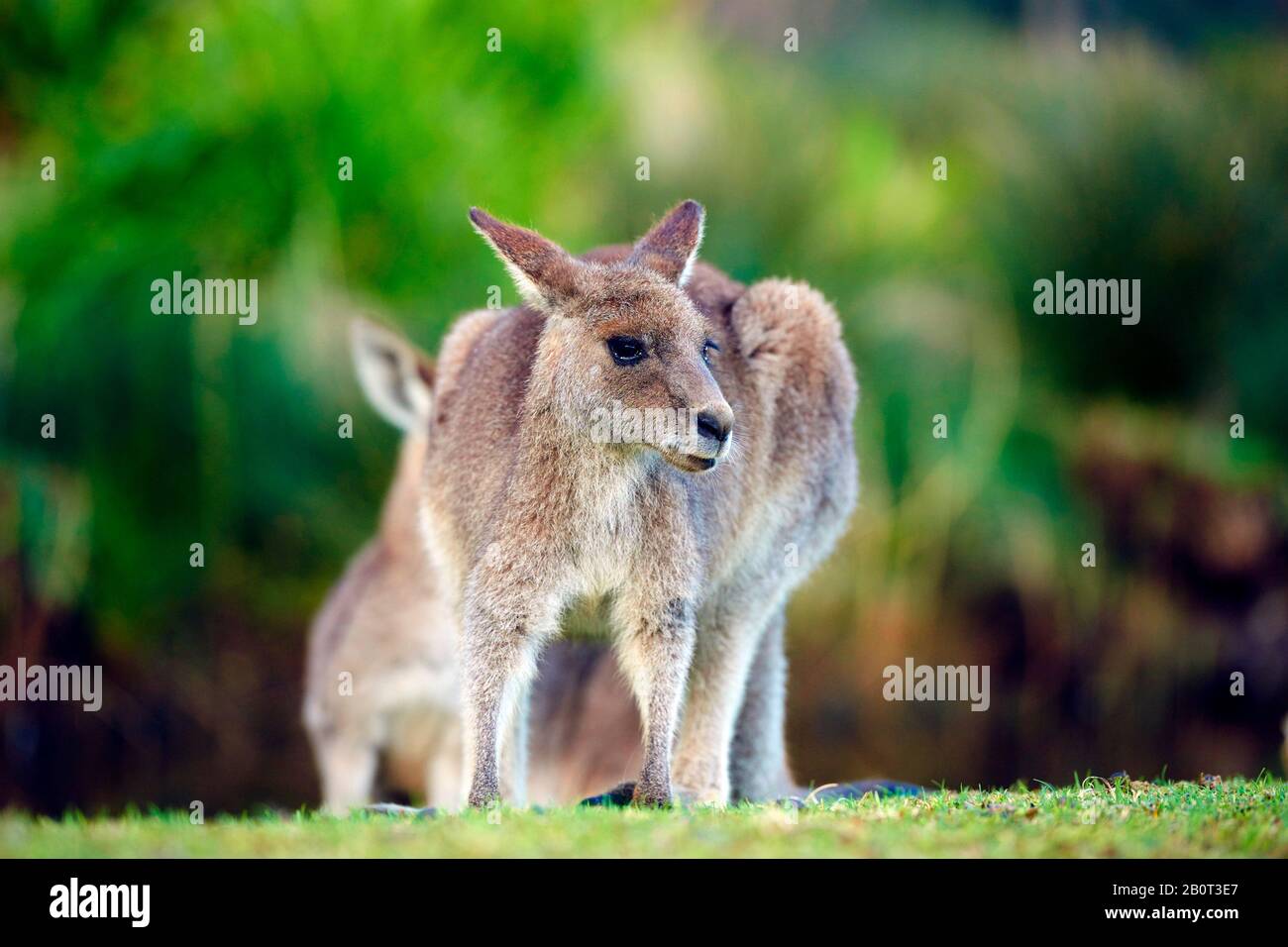 Kangourou gris oriental, kangourou gris oriental, kangourou gris foncé, kangourou forestier (Macropus giganteus), haies, Australie, Nouvelle-Galles du Sud, plage De Galets Banque D'Images