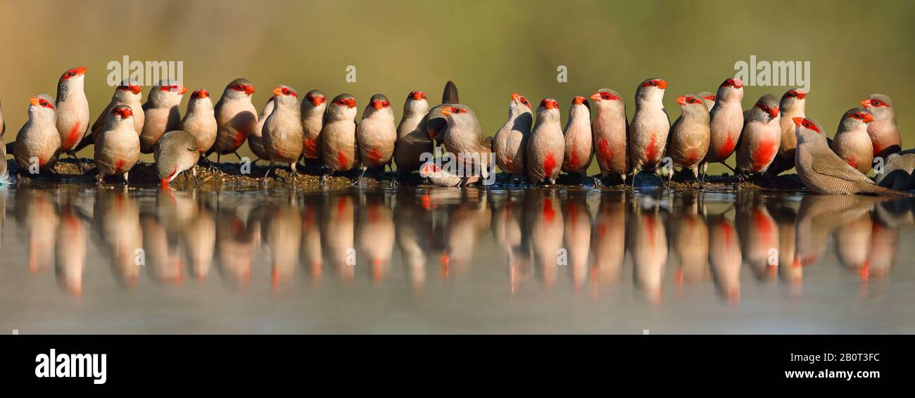 Waxbill commun (Estrilda astrild), groupe au trou d'eau, Afrique du Sud, KwaZulu-Natal, Zimanga Game Reserve Banque D'Images