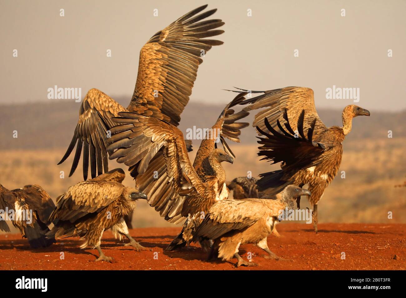 Vautour de l'Afrique à dos blanc (Gyps africanus), sur place d'alimentation, Afrique du Sud, KwaZulu-Natal, réserve de jeux de Zimanga Banque D'Images