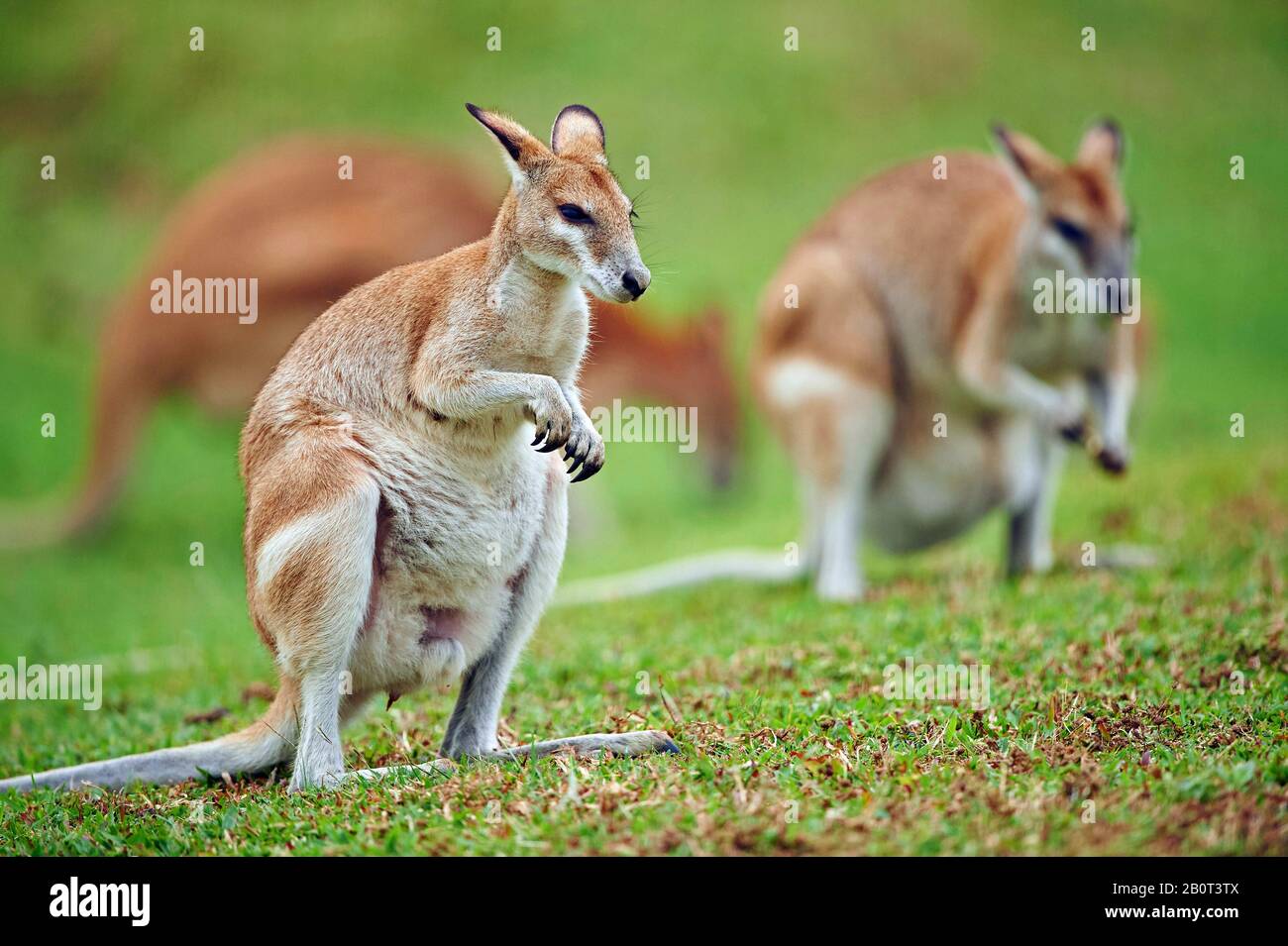 Wallaby agile, wallaby sablonneux (Macropus agilis, Valabia agilis), se tient dans un pré, Australie, Queensland Banque D'Images