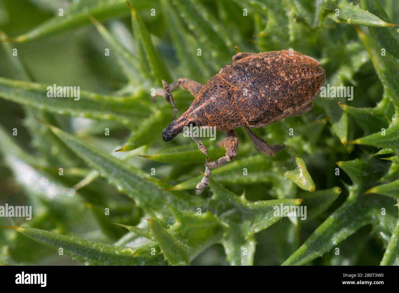 Snaout scarabée (Larinus carinirostris), sur un chardon, Allemagne Banque D'Images