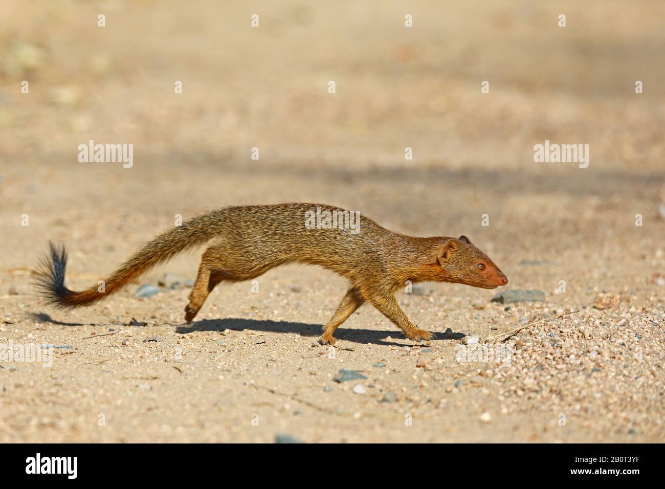Une petite oie (Galerella sanguinea), en marchant sur une piste, vue latérale, Afrique du Sud, Lowveld, Krueger National Park Banque D'Images