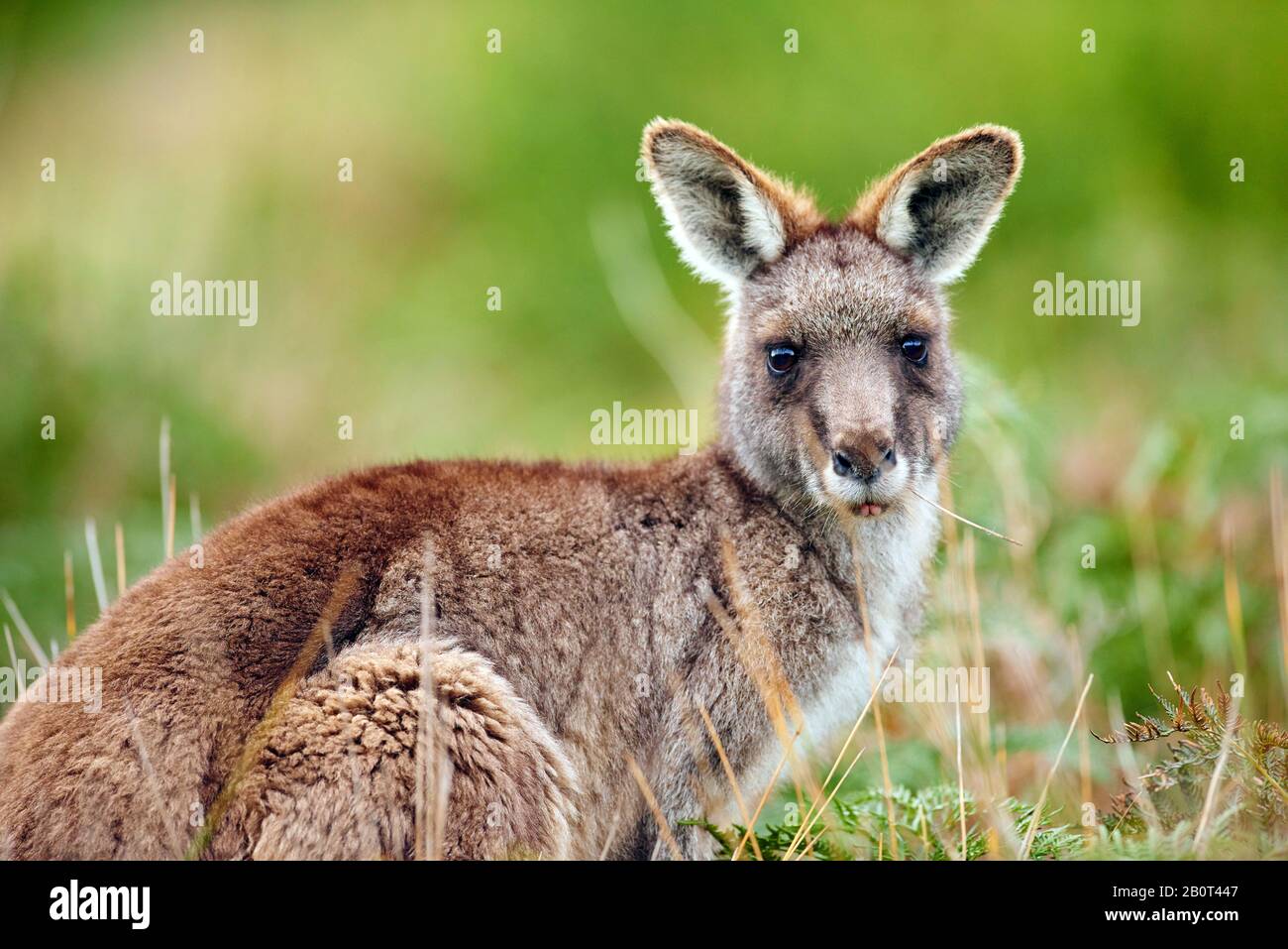 Kangourou gris oriental, kangourou gris oriental, kangourou gris foncé, kangourou forestier (Macropus giganteus), dans un pré, Australie, parc national de Wilsons Promontory Banque D'Images