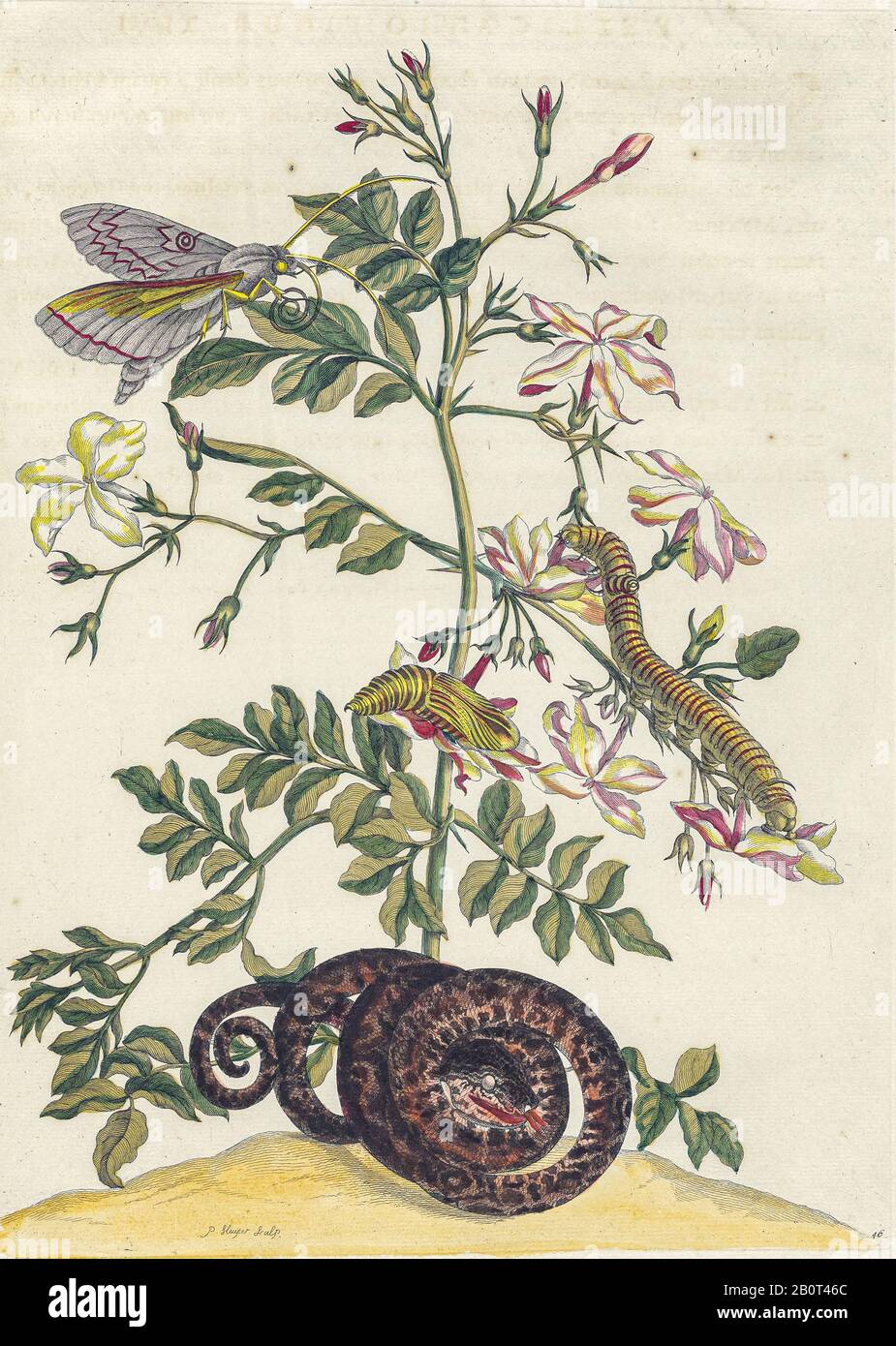 Plante et papillon de Metamorphosis insectorum Surinamensium (insectes du Surinam) un livre de Maria Sibylla Merian de couleur manuelle du XVIIIe siècle publié Banque D'Images