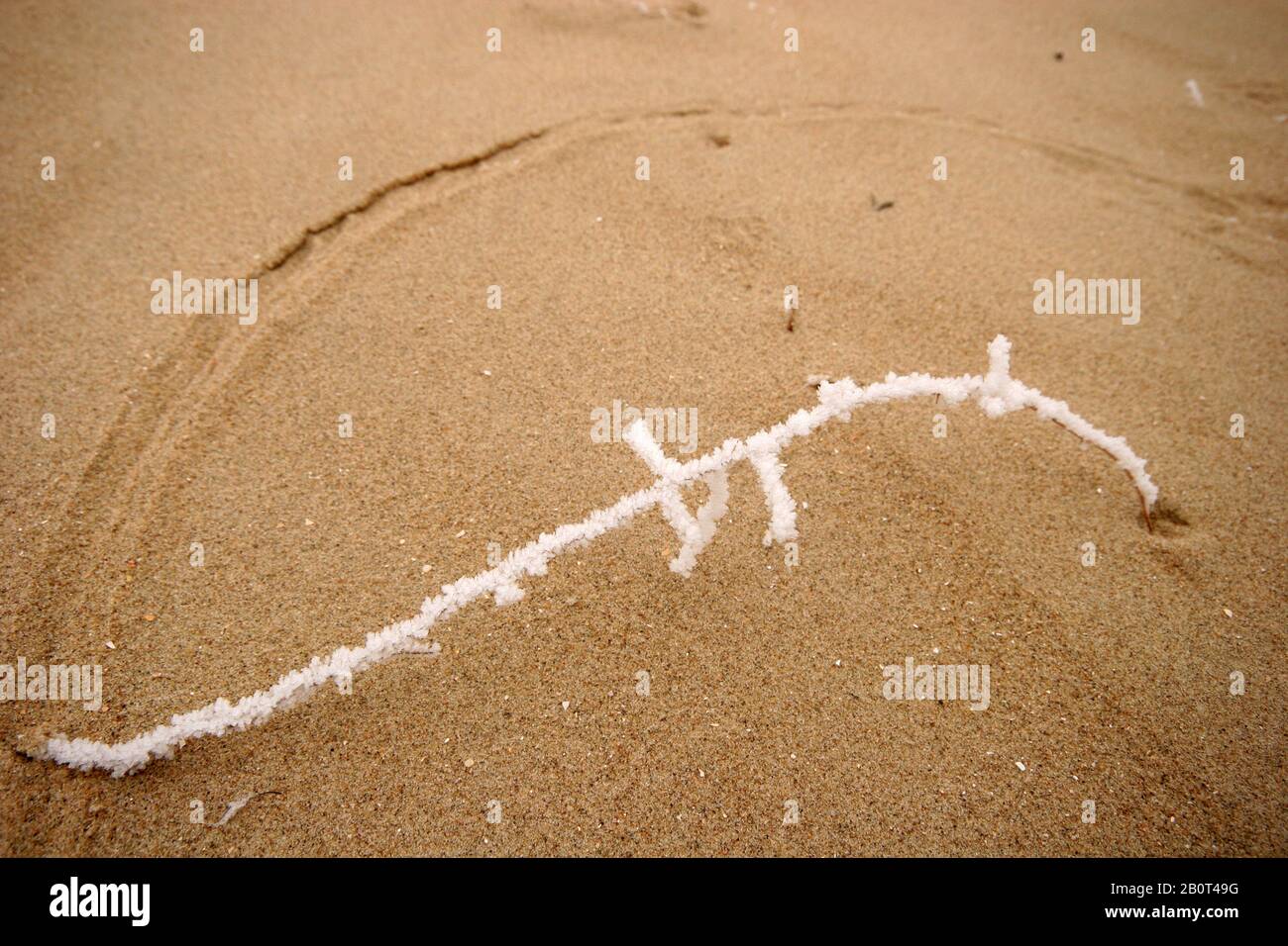 Tige soufflée au vent avec des marques de givre dans le sable, Pays-Bas, Berkheide Banque D'Images